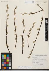 Foto von Salix humilis Marshall